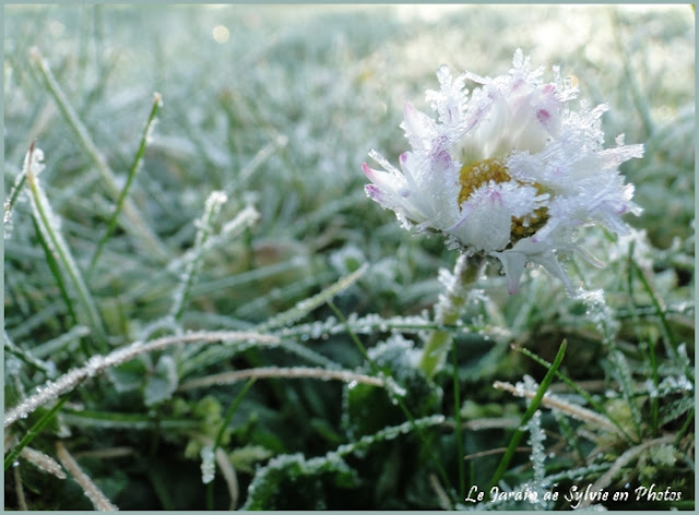 Photo paquerette givrée sur blog LE JARDIN DE SYLVIE EN PHOTOS