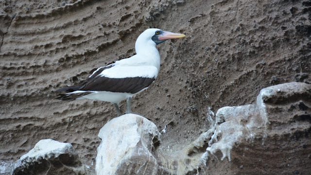 Punta Vicente Roca nasca boobie