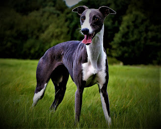 Greyhound Dog Breed  history  English Greyhound, or as they are called in our country, greyhound - a truly legendary breed of dogs. They are known all over the world, and even if people do not understand dogs, and do not even know the name of this breed, they have definitely seen these animals in movies, dog races, gear, or just on the street.  Initially, these dogs were used for hunting (baiting) without long-range weapons - bows or firearms, hares, foxes, and deer. Now dog racing is also very popular. Dahl's dictionary tells us what the word greyhound means - "quick, agile, quick, fast, glib, zealous." These characteristics are very clearly suited to the greyhound breed (which, incidentally, literally translates to "grey greyhound").  The main advantage of these dogs - is their huge speed, which they are able to develop. The speed record, recorded on March 5, 1994, in Australia, belongs to a dog named Star Title, and is, for a minute - 67.3 km/h. But even the average dog of this breed can develop a speed in the area of 60 km/h.  The history of the Greyhound breed also deserves special attention, because they are very ancient animals. At one time it was believed that they originated from Africa and Egypt, as there are a lot of wall images of their participation (for example, in the tomb of Mereruka XXI century BC), but recent DNA tests refute these claims. However, in ancient Egypt they really lived, and enjoyed great popularity - it is known that Queen Cleopatra had a special affection for these dogs.  Another version of origin, more realistically, according to recent studies, is that the ancestors of greyhound dogs originated in The Middle East, and subsequently lived on the European continent, from where they got to Egypt. Maybe with the Romans. Be that as it may, these dogs are present in the ancient texts and drawings of many human civilizations.  In medieval Europe, as in England, hunting with greyhounds was extremely popular, and, not only among the nobility but also among commoners, until 1014. In 1014, the law on forests was published, according to which hunting was declared the prerogative of the nobility, and for commoners in the forest lands, which belonged to noble people, it was impossible to hunt, as well, as to keep greyhound dogs.  In America, the Greyhound breed appeared with the colonist's researchers. It can be said that for many thousands of years these dogs were extremely appreciated all over the world, both for their amazing speed and for their amazing intelligence and understanding.  The greyhound dog breed was one of the first to participate in dog shows in America, and the American Kennel Club recognized them in 1885. And the first running dog race in the United States took place in 1886.   Characteristics of the breed popularity                                                           06/10  training                                                                06/10  size                                                                        09/10  mind                                                                     08/10  protection                                                          05/10  Relationships with children                         08/10  Dexterity                                                             10/10     Breed information How much does a Greyhound dog cost?    country  United Kingdom  lifetime  10-14 years old  height  Males: 71-76 cm Bitches: 68-71 cm  weight  Males: 27-40 kg Suki: 26-34 kg  Longwool  Short  Color  black, white, red, blue, fawn, tiger  price  500 - 1500 $ Greyhound Dog Breed information, price, size, mind, training, popularity, protection, country, lifetime, height, weight,color and relationship with children.   Description Why are greyhounds so skinny?    Greyhound breed - a large dog with a very graceful physique. They have very aerodynamic outlines - a narrow head, small ears, which during the run are tightly pressed, a special landing of the eyes, which gives a perfect view on the run - an ideal tool for the hunter. The chest is large and deep, the limbs are long, slender, and muscular, and the amount of fat is minimal. The color is diverse.     Personality Are Greyhounds a good family dog? Are Greyhounds aggressive?   Greyhound dogs have a wonderful, soft character. They are loving and gentle friends and even something like cats. They are very capable, intelligent, and easy to train and train, perfectly understanding the person.  Because of their developed intelligence, dogs have their own opinion and internal independence, but they are very sensitive emotionally. They feel the mood of the people around them, and can react painfully to unfair and ill-treatment, which negatively affects the character, making it closed and timid, and indecisive.  If there is a quarrel in the family - do not doubt it, your dog will definitely feel it. If she is brought up normally, she may try to defuse the situation through kindness and affection, if her personality is suppressed, she is likely to hide or go to another room.  The greyhound breed is great for children, has a lot of inner energy, and loves walks, games, the society of people, and other dogs. They need early socialization, like most dogs. Cats are also better introduced at an early age.     teaching  Despite the fact that they have a huge amount of inner energy, and love running, and hunting, a normal walk several times a day - is quite a condition for the pet to feel satisfied.  They are perfectly amenable to training, and therefore you have the opportunity to learn not only basic commands but also more complex ones. Try to do it as gently, kindly, and patiently as possible, as the nature of these dogs does not tolerate rudeness, insults, and beatings.  While walking, you will often have to keep the animal on a leash, like small dogs, or other animals can cause too much interest because of which your greyhound can start chasing even despite your attempts to stop it.  This also means that the Greyhound breed needs to correct its behavior. Many also recommend using a muzzle, but it is not always convenient.     care English Greyhound has a very short coat and practically does not need care throughout the year. It is rare to comb them, two or three times a month.  Always make sure that the eyes and ears of the animal were clean, cut the claws in time, and bathe the dog at least once a week.  Also consider that their skin due to extremely short wool, very sensitive to damage - scratches, etc.     Common diseases Like all dogs, English Greyhound is prone to some diseases. namely:  highly sensitive to anesthesia and other medications - English Greyhound has a very small percentage of body fat, and a normal dose of anesthesia for this dog can be excessive and even kill it. hypothermia; osteosarcoma - cancer of the bones; Bloating - bloating, twisting of the stomach and intestines due to a sudden influx of gases, which can even lead to death.