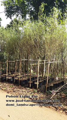 Jual Pohon Liang Liu | Tanaman Menjuntai | Pohon Pelindung