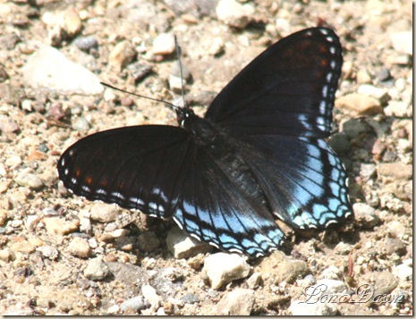 CF_Butterfly