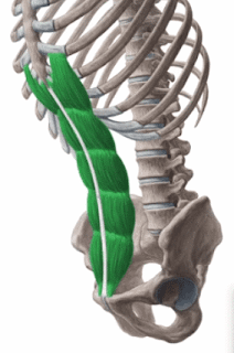 rectus abdominis muscle, action, muscle picture