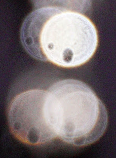 orb with two holes