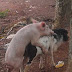 END Time!! See Photos Of A Pig Trying To Have Séx With A Goat In Enugu