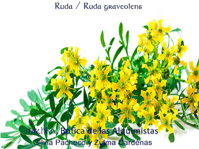 Ruda / Ruda graveolens