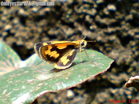 Kupu-Kupu Skipper kuning kecil Taractrocera archias