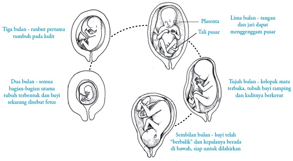Proses Fertilisasi Gestasi Kehamilan  dan Persalinan 