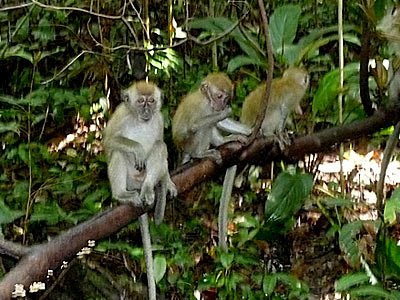 Long-tailed macaques (Macaca fascicularis)