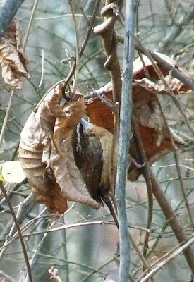 Carolina wren