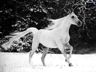 Wild-Horses-animal-kingdom