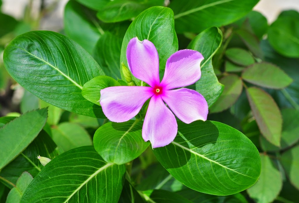  Tapak Dara Catharanthus roseus NugrahPratama21