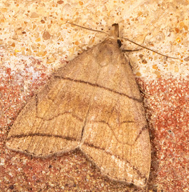 Small Fan-foot, Herminia grisealis. On the wall near my garden light trap in Crowborough.