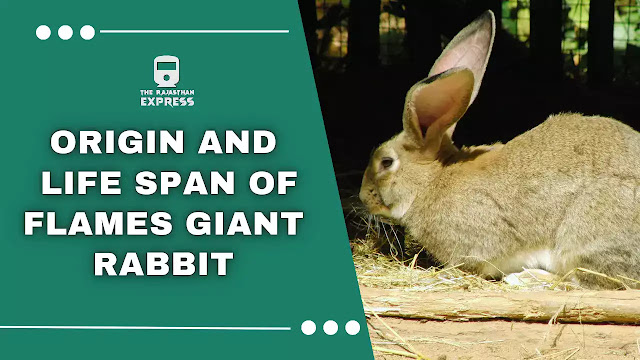 flemish giant rabbit,bunny flemish giant,flemish giant,flemish giant as a pet,flemish giant rabbit as pet,cage for flemish giant rabbit,flemish giant rabbit size,flemish giant white,flemish giant white rabbit,flemish giant lifespan