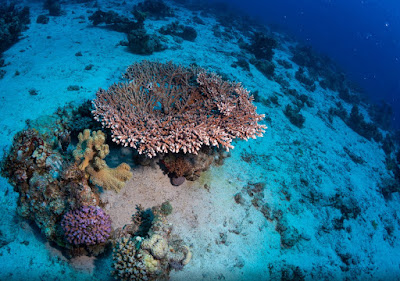 Underwater of Sharm El Shiekh