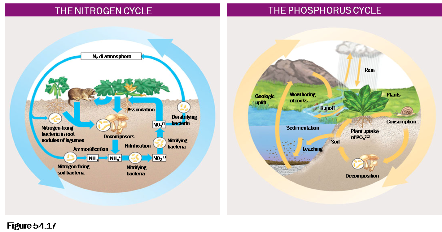 Siklus Nitrogen dan Fosfor
