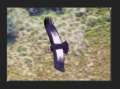 Reserva Ecológica Antisana Lugares turísticos de Ecuador