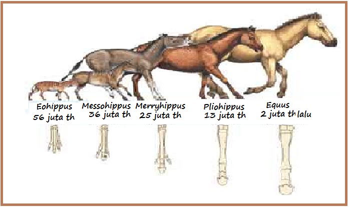 BIOLOGI GONZAGA: EVOLUSI KUDA