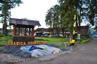 Hotel murah di kawah ijen, hotel Arabica