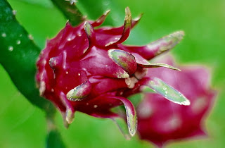 buah naga merah warso farm