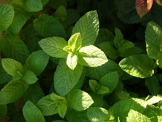 plantar hierbabuena en maceta