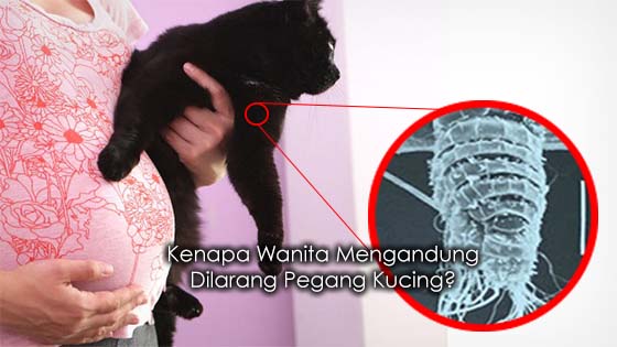 Penjelasan Kenapa Wanita Mengandung Dilarang Pegang Kucing