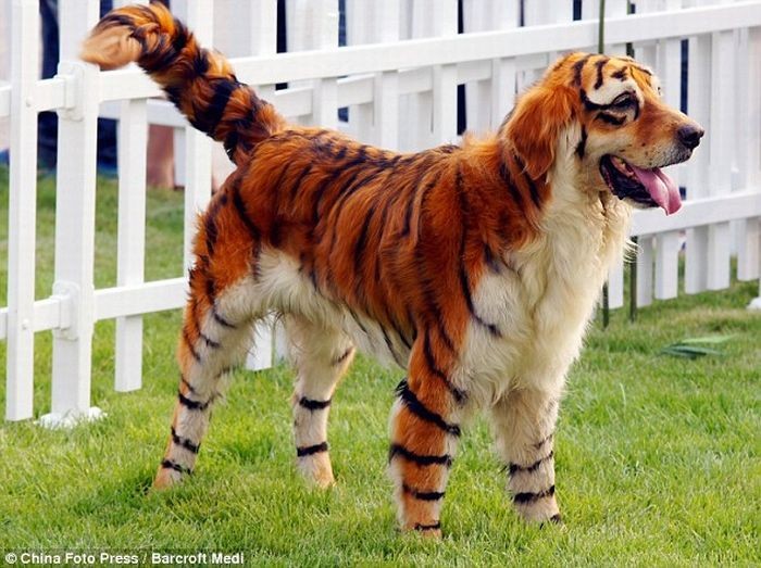 Anjing Lucu yang menyerupai panda dan harimau