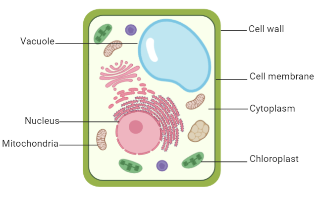 Plant And Animal Cell Structure With Diagram