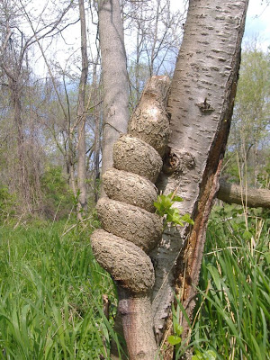 strange and funny trees 31 Pohon Aneh Yang Tumbuh Di Tempat Aneh