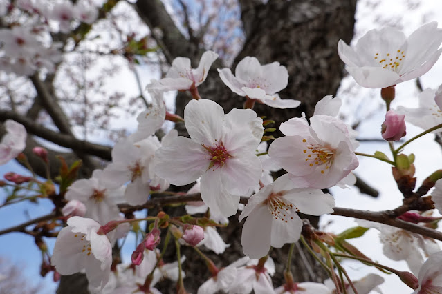 鳥取県米子市福市　福市遺跡　ソメイヨシノ（染井吉野）