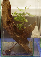 uprawa hydroponiczna w terrarium