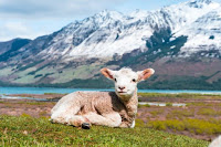 Lamb Sitting - Photo by Sulthan Auliya on Unsplash
