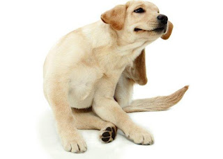 Normalmente, los perros que sufren esta dermatitis medio ambiente causados-ven físicamente y nutricionalmente
