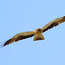 பூஞ்சைப் பருந்து [Booted Eagle]