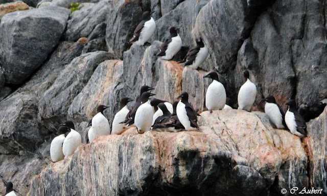 Guillemots de Brunich, Coburg Island, Nunavut, Canada