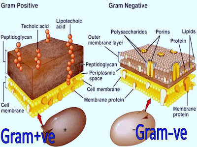 Gram positive cell wall diagram