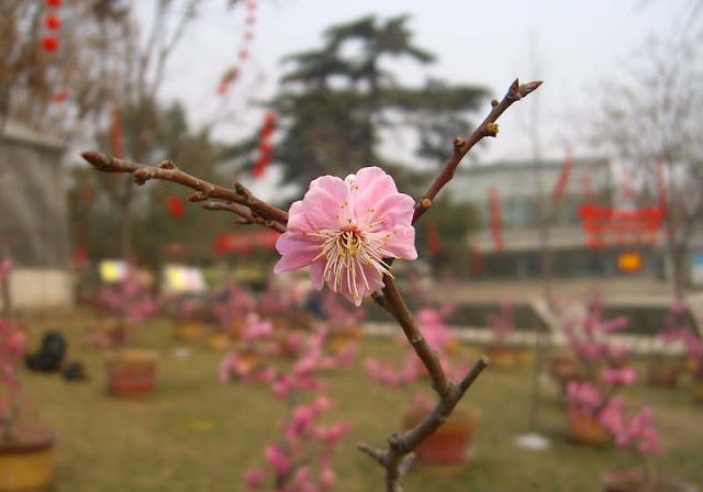 Plum Flowers