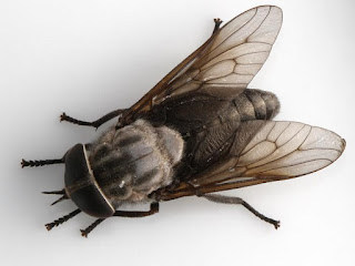 Horsefly survival defies evolution