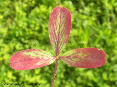 3 Leaf Clover