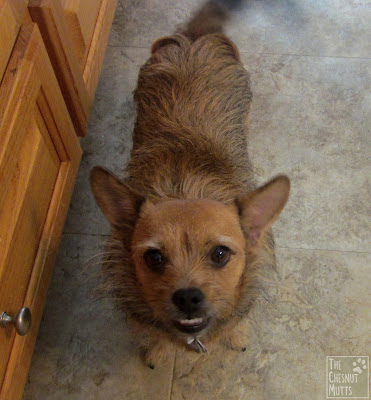 Jada waiting for her WellyChef dog food to rehydrate