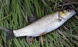 Ikan Belanak Termasuk Jenis Ikan Laut