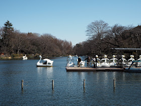 Swan boats for hire oin Inokashira park