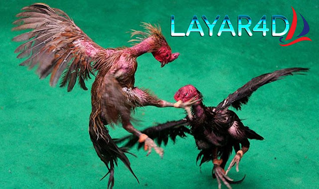 Cara Merawat Ayam Untuk Bertarung 2022