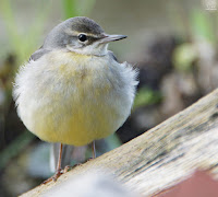 Lavandera cascadeña (Motacilla cinerea)