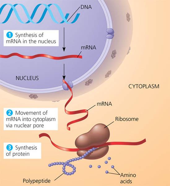 nucleic acid rna. DNA also directs RNA synthesis