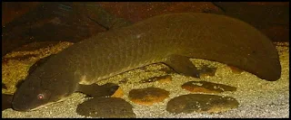 Lungfish, Ikan Yang Dapat Bertahan Hidup Di Darat Tanpa Air Dan Makanan Hingga Bertahun-Tahun