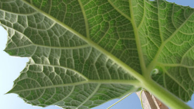 Bottle Gourd Plant /Calabash Plant