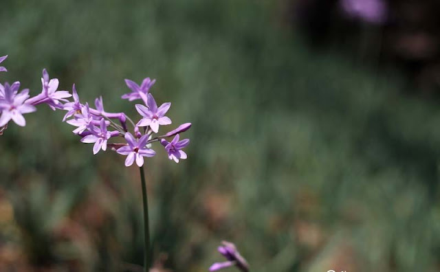 Society Garlic Flowers Pictures