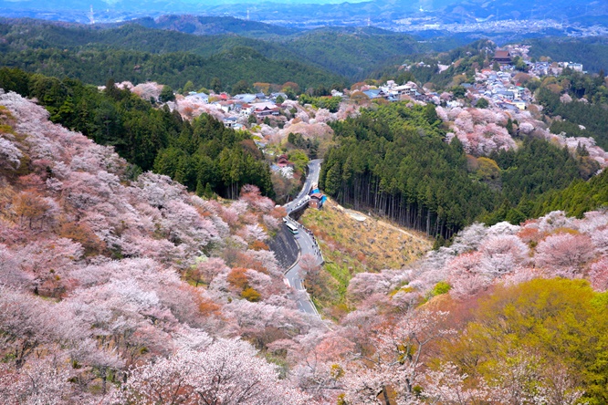 ภูเขาโยชิโนะ (Mount Yoshino)