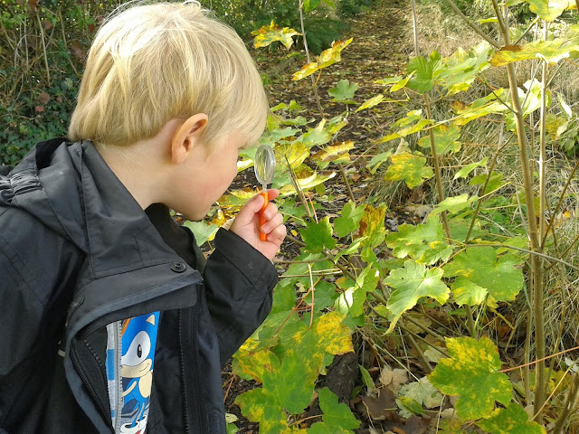 Minibeast hunting // 76sunflowers