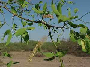 Vinal Prosopis ruscifolia